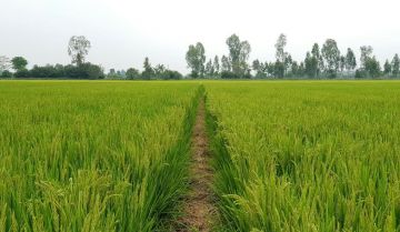 Bảo vệ đất trồng lúa: Tất tần tật những thông tin cần biết