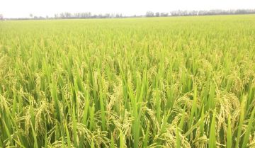 Giá mua bán đất trồng lúa nước theo quy định mới nhất